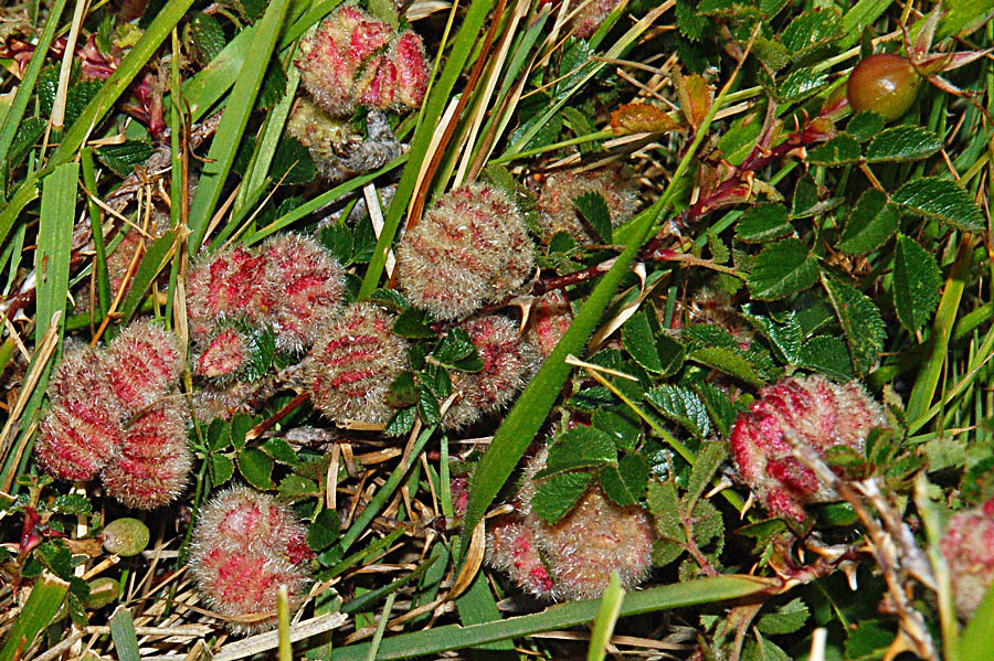 Galle su Rosa seraphinii
